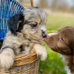 What Is an Aussiedoodle | 2 puppies adorably licking faces